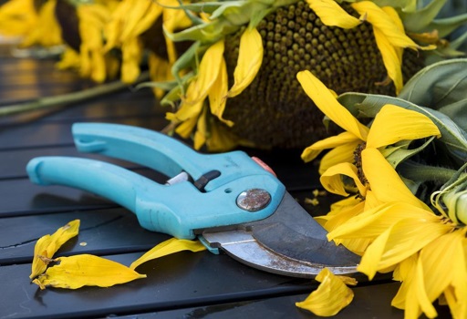 Secateurs with clipped sunflower